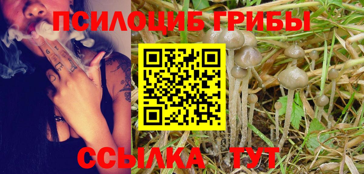 Галлюциногенные грибы Psilocybine cubensis Зеленогорск